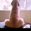 pernahada_4