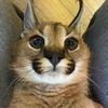 goglikesnuts