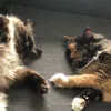 twocutefluffies