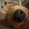 cailthesnail_