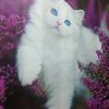 lourdesvargas8093gatita