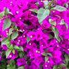 purpleoveja56