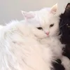 fkhaotipie