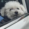 simoncito_elperrito