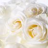 s.rose111