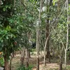 rbselatan
