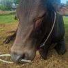 mouuuu_cow