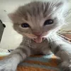 nougatnala