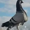 younessmortada3