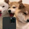 vivovivo99999