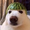 mohamedalsory11