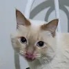 pyrofa