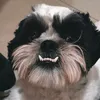 freddog177