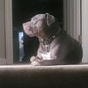 rescuedpupslove