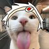 kyaputenesu