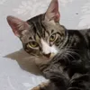 menina.dos.gatos3