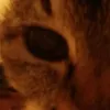 pepesan.pepesan