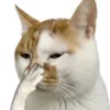 phnnanh