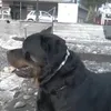 tleonidas