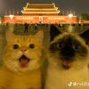 nanon.meowrek