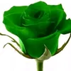 farhadhamid386
