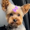 tinkatheyorkie