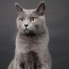 __sofiacat__