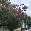 lmmn_93