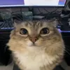 snowball7575