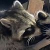 loser..raccoon