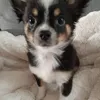 chantalbogettetho