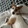 oz_oz_ozzie
