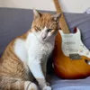 guitaracat