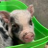 thepiggylord_