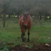 javiertrr8563