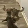 bengalcatcraze