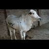talhajutt786906