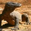 varan467