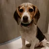 sakura_the_beagle