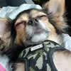 camilla_undihre_2hunde