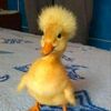 thecoolducky