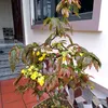 datviet.vn