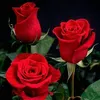 emine_bilman