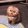 baarrrleeyyyy