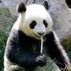 o.pandaa11
