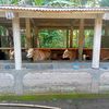 omah.sapi3