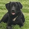 patriotbeardog62