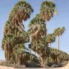 abedmediouni1
