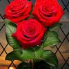 qamarali958620848455