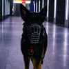 germanshepherd_bella__